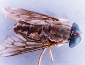 brown cicada thumbnail