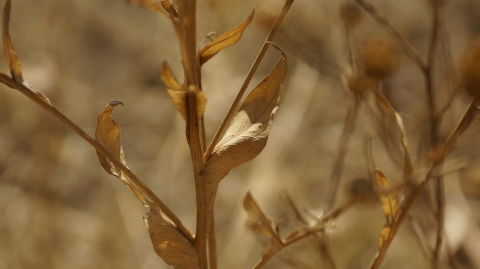 shallow focus photography of brown dried plants during daytime preview