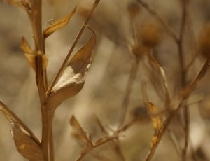 shallow focus photography of brown dried plants during daytime thumbnail