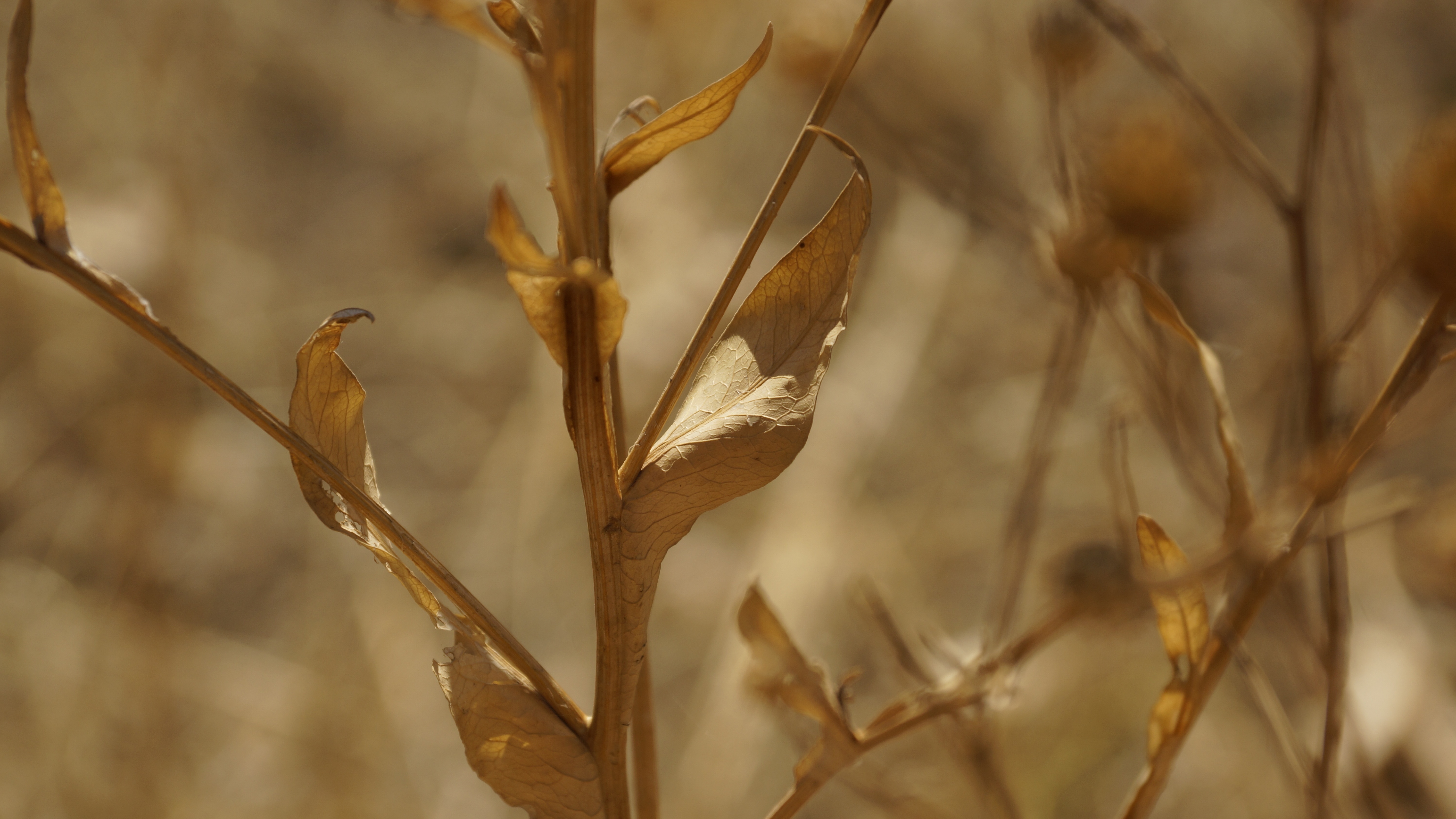 shallow focus photography of brown dried plants during daytime