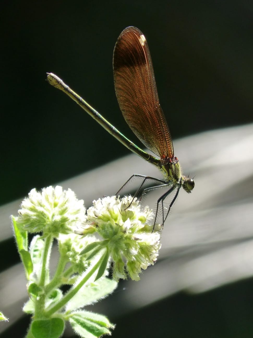 Libella, Black Dragonfly, flower, plant preview