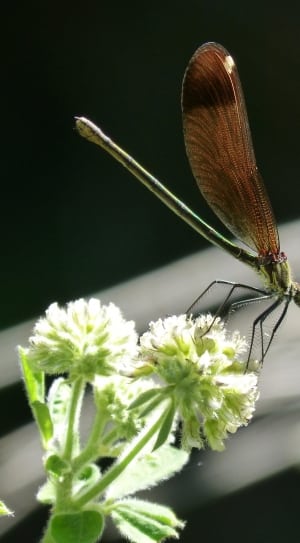 Libella, Black Dragonfly, flower, plant thumbnail