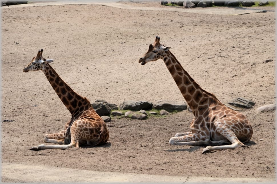 two giraffes on sand field preview