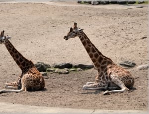 two giraffes on sand field thumbnail