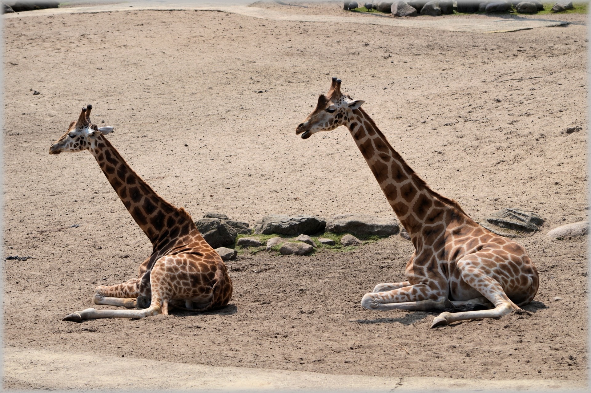 two giraffes on sand field