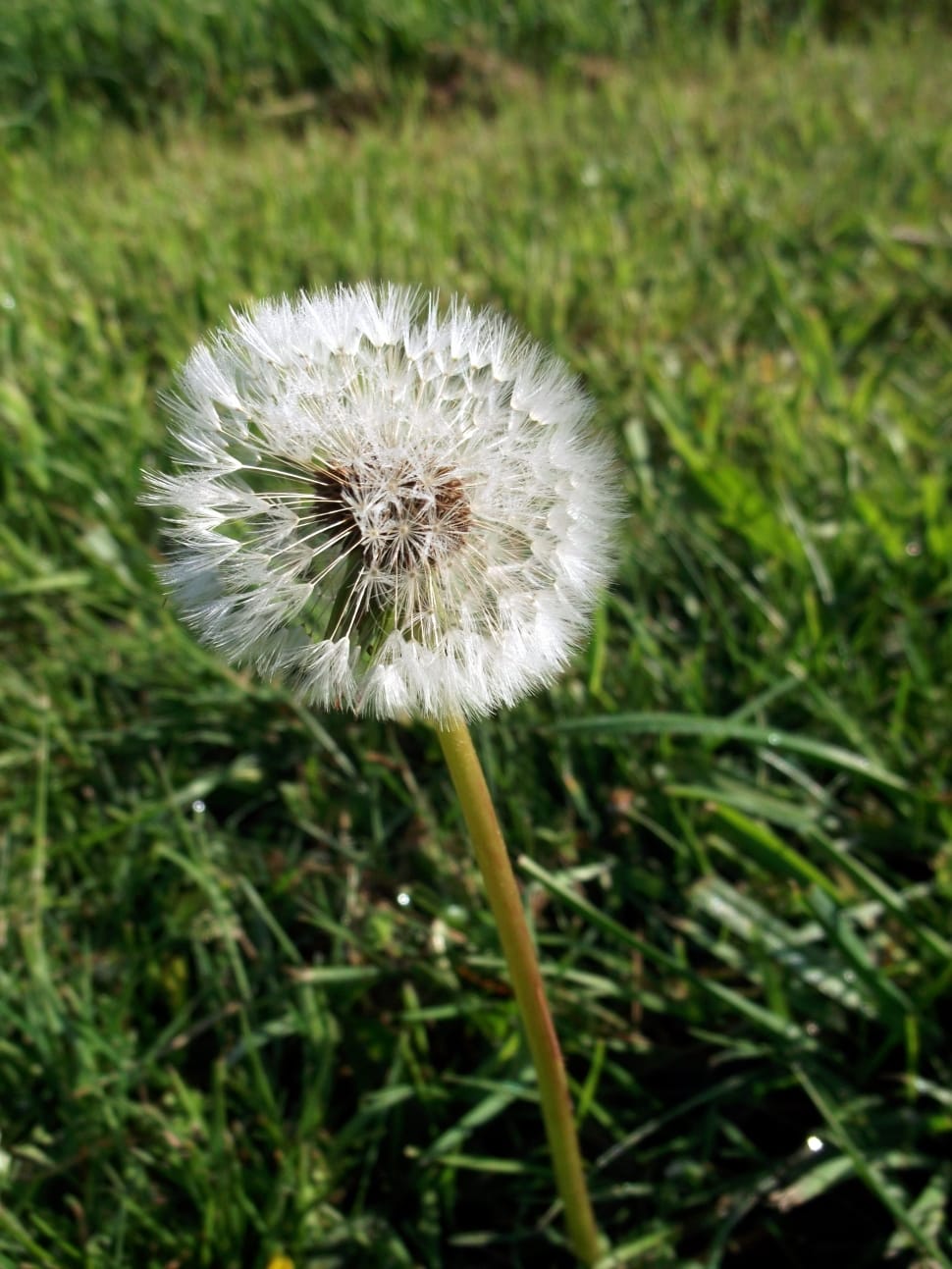 dandelion seed head preview