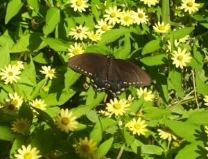 black butterfly thumbnail