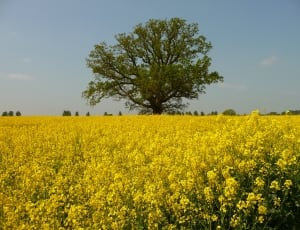 green tree surrounded by yellow petaled flowers during daytime thumbnail