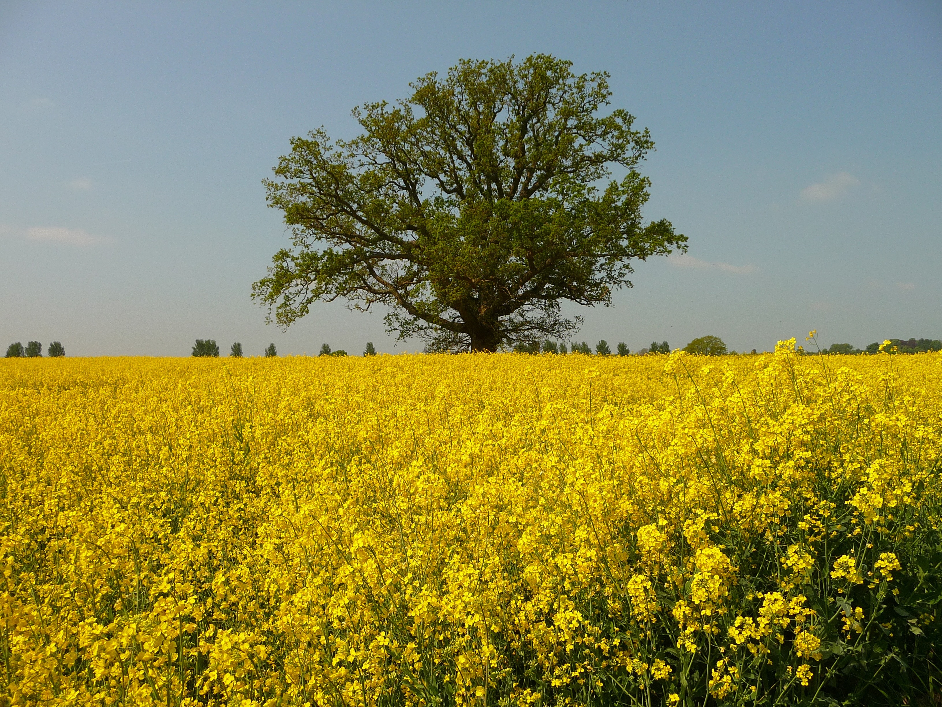 green tree surrounded by yellow petaled flowers during daytime