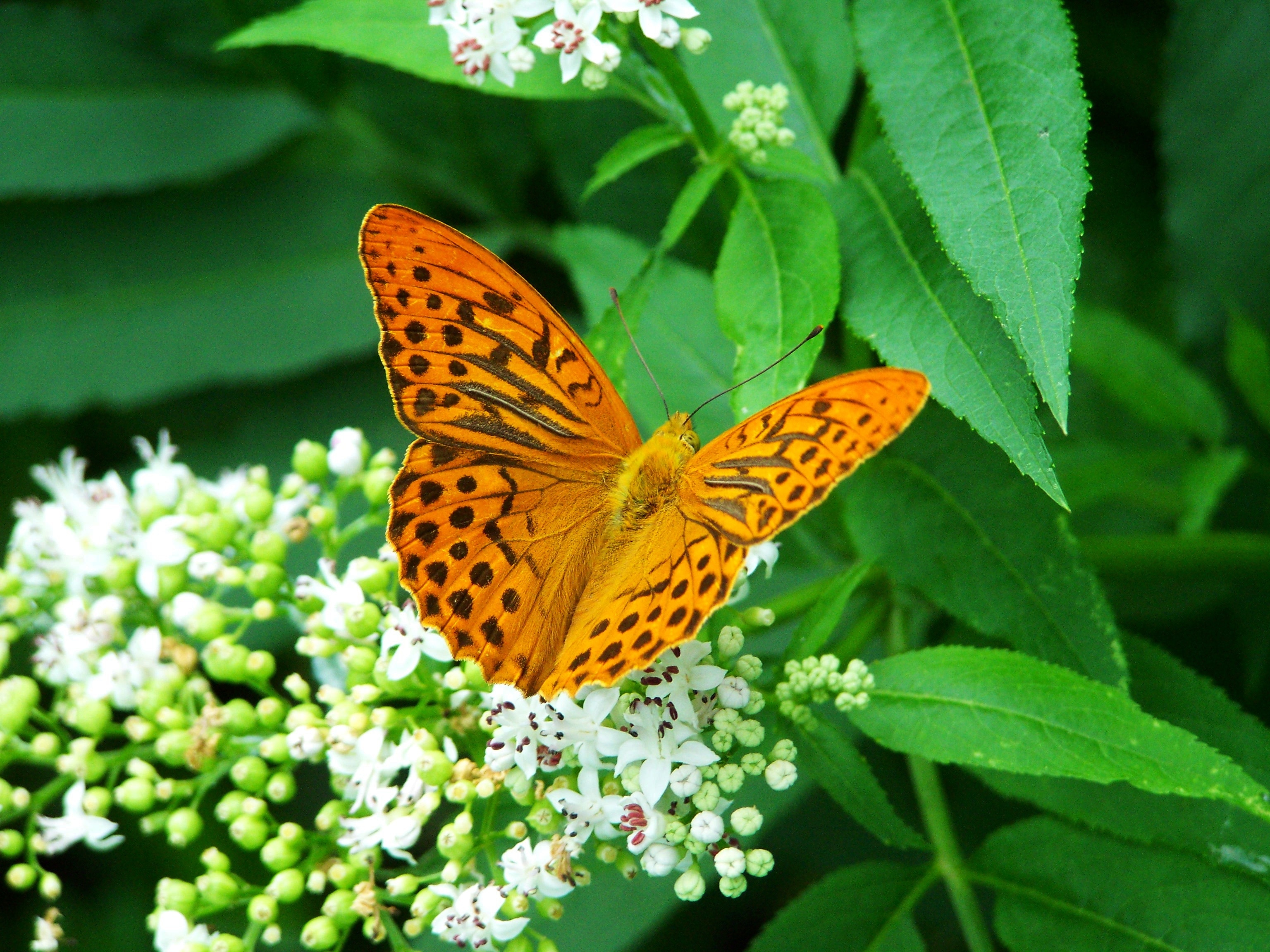 golf fritillary butterfly