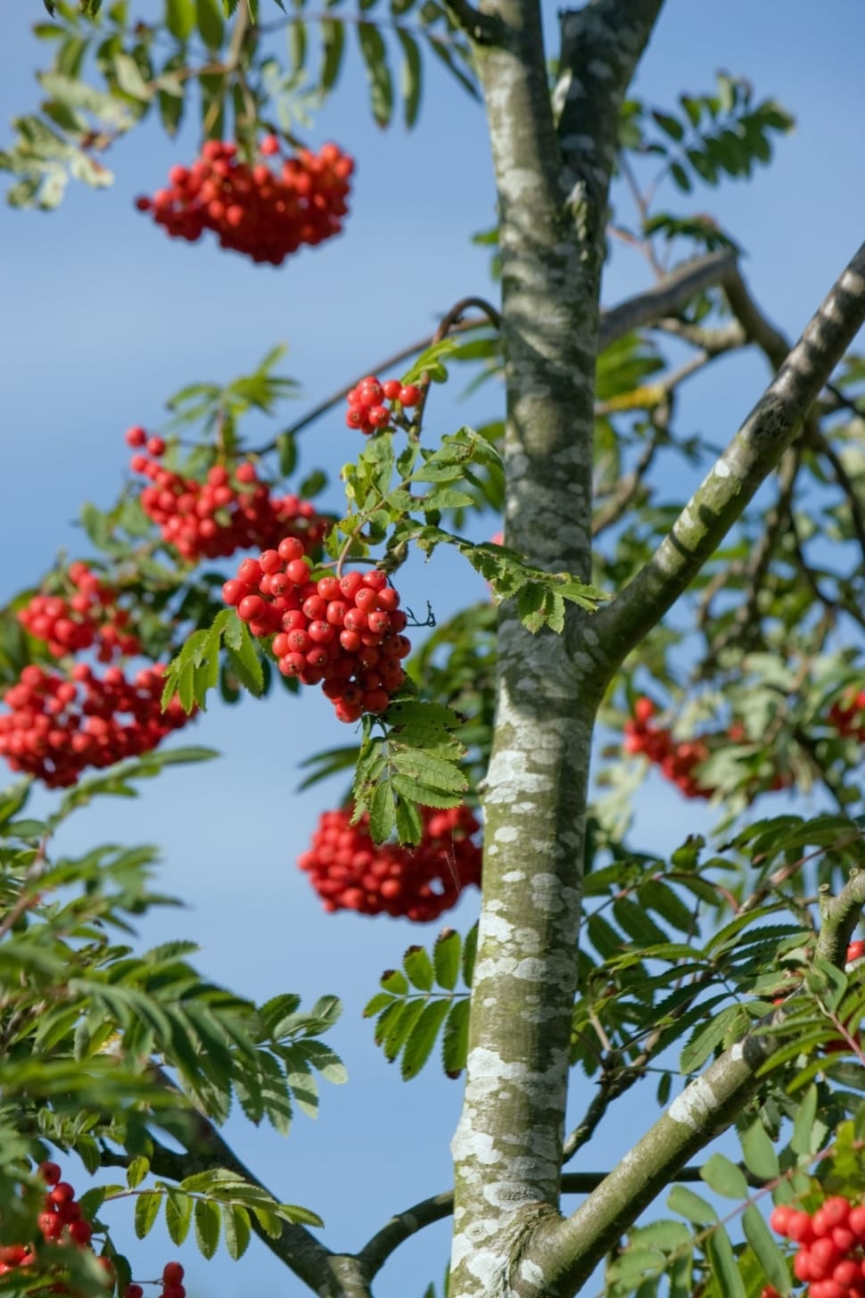 gray tree plant with red fruits during daytime photo preview