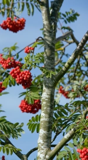 gray tree plant with red fruits during daytime photo thumbnail