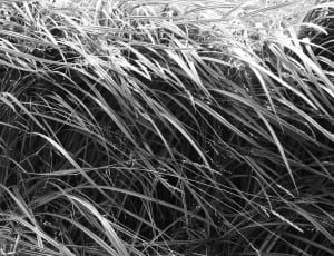 grey scale photo of grasses thumbnail