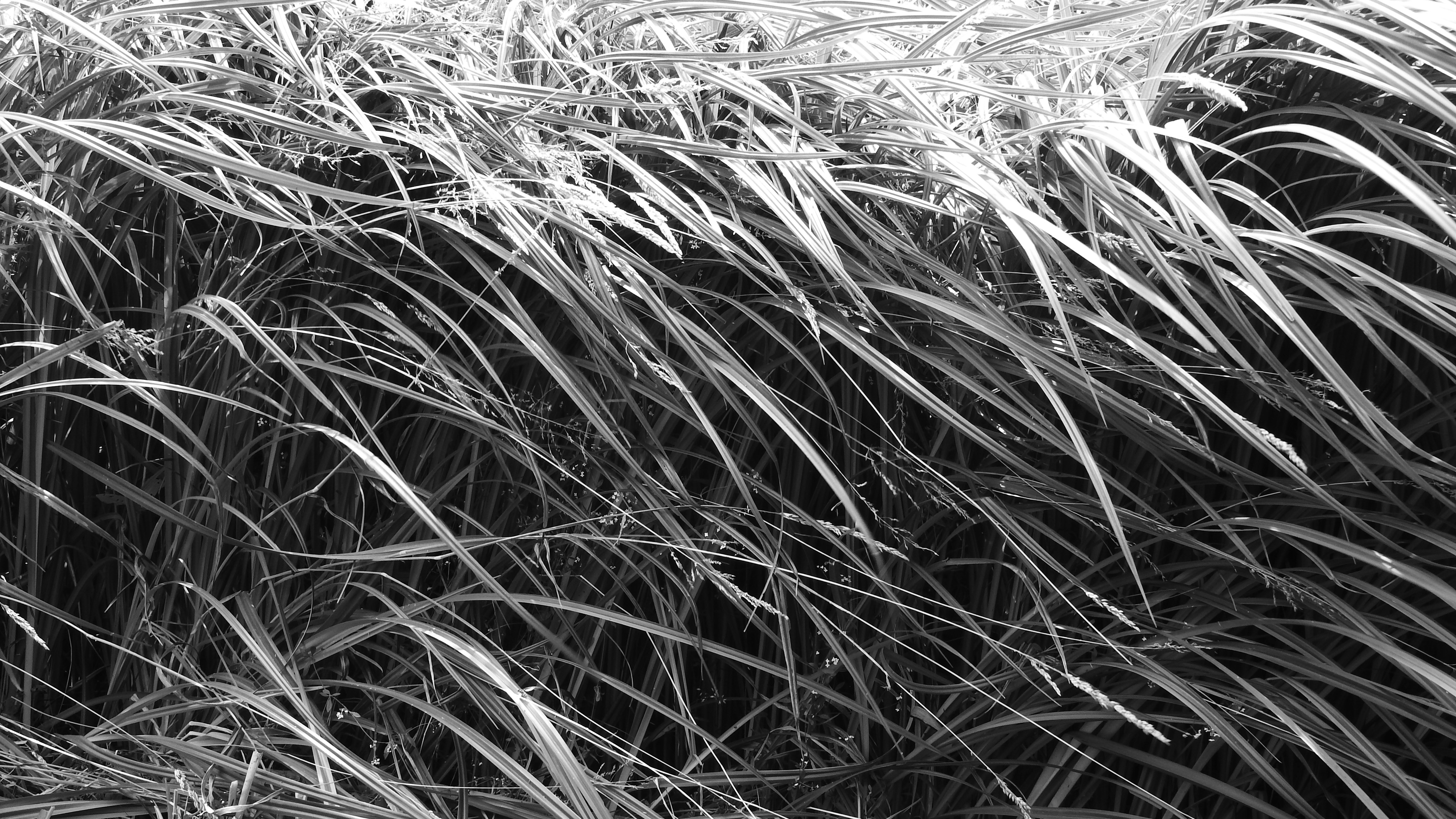 grey scale photo of grasses