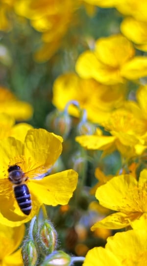 honey bee on yellow flowers thumbnail