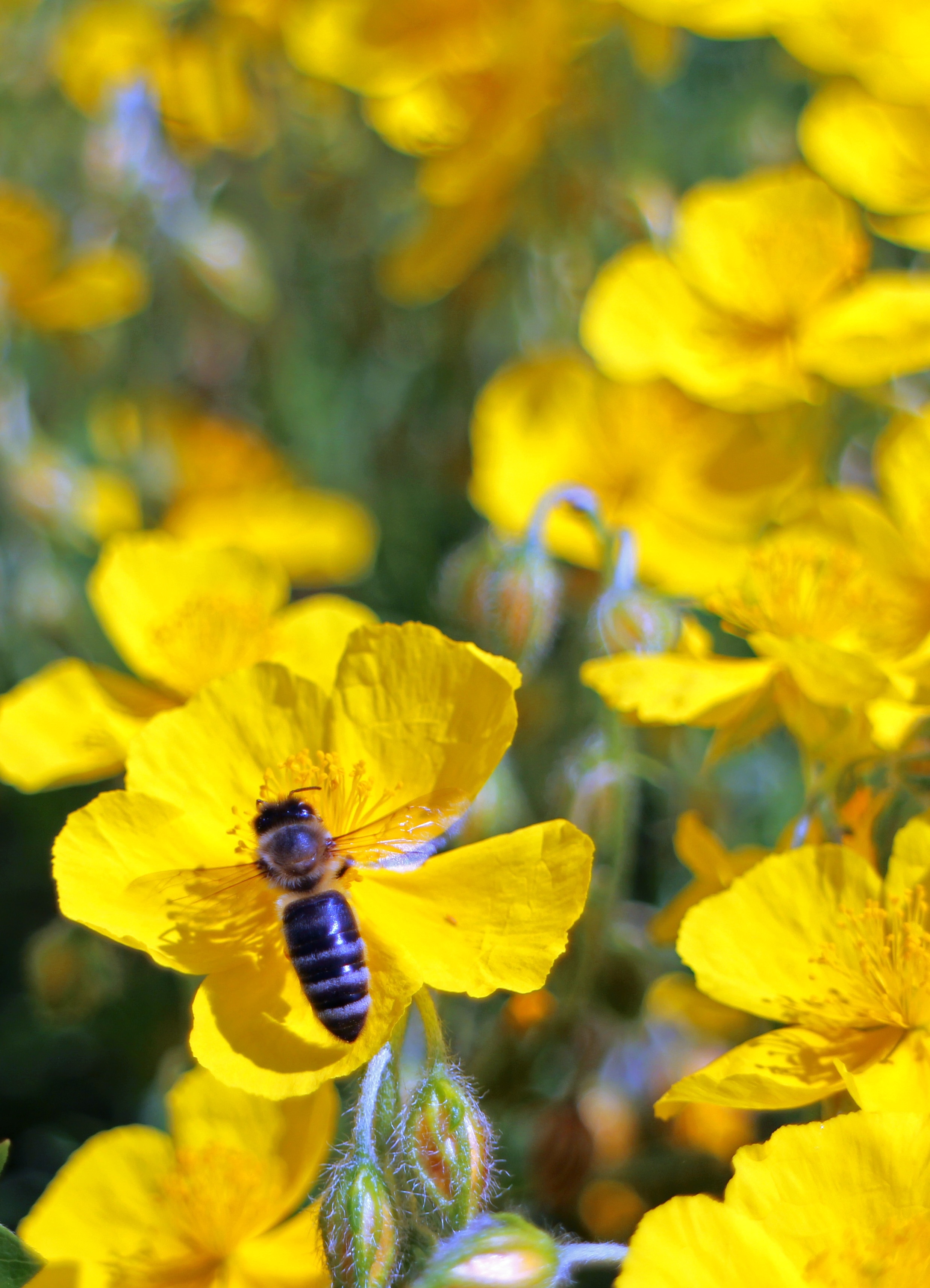 honey bee on yellow flowers