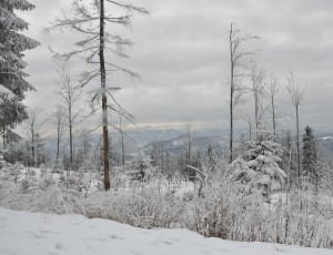 snowfields and bare trees thumbnail