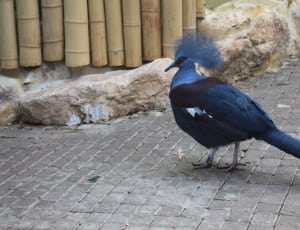 blue and black bird thumbnail