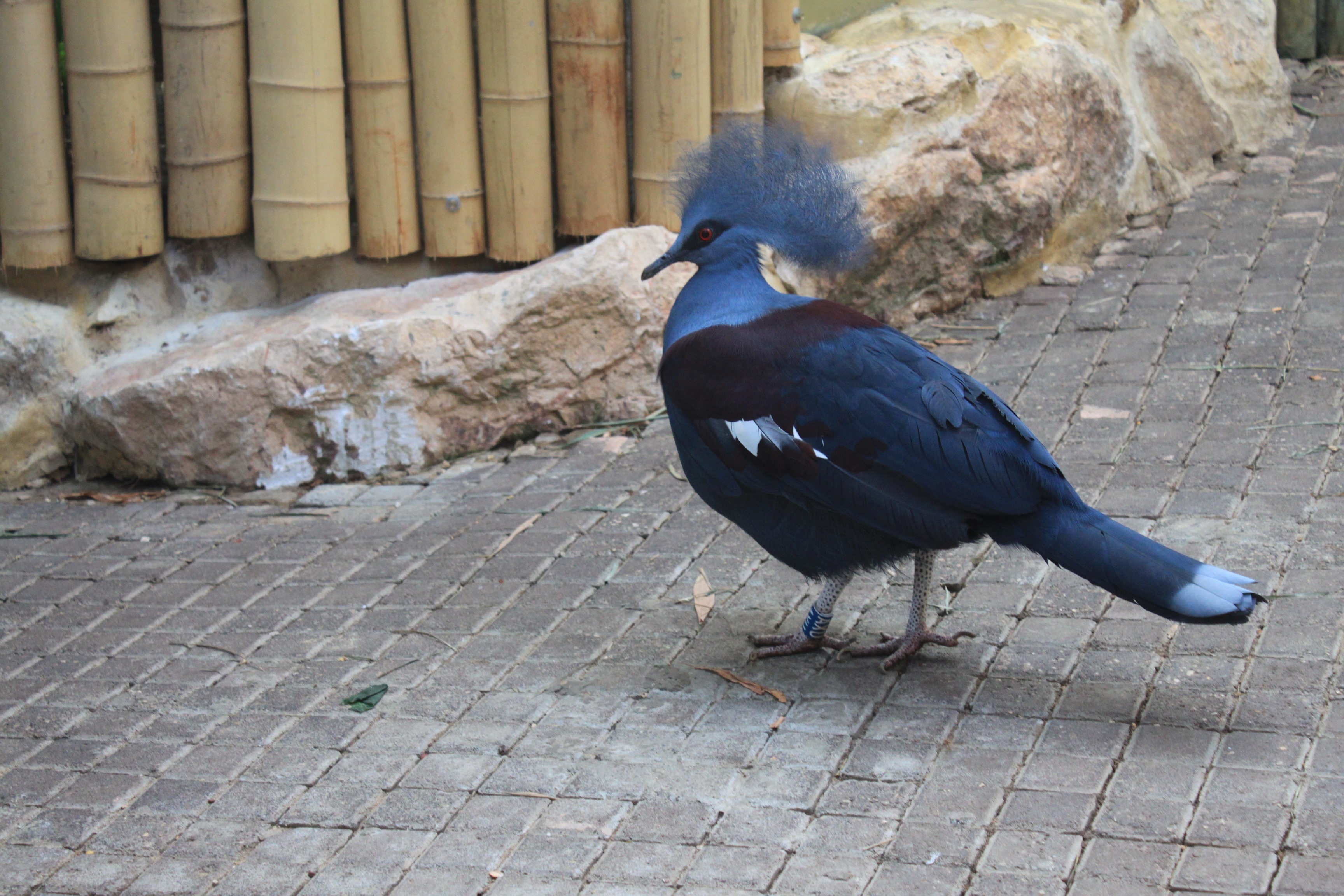 blue and black bird