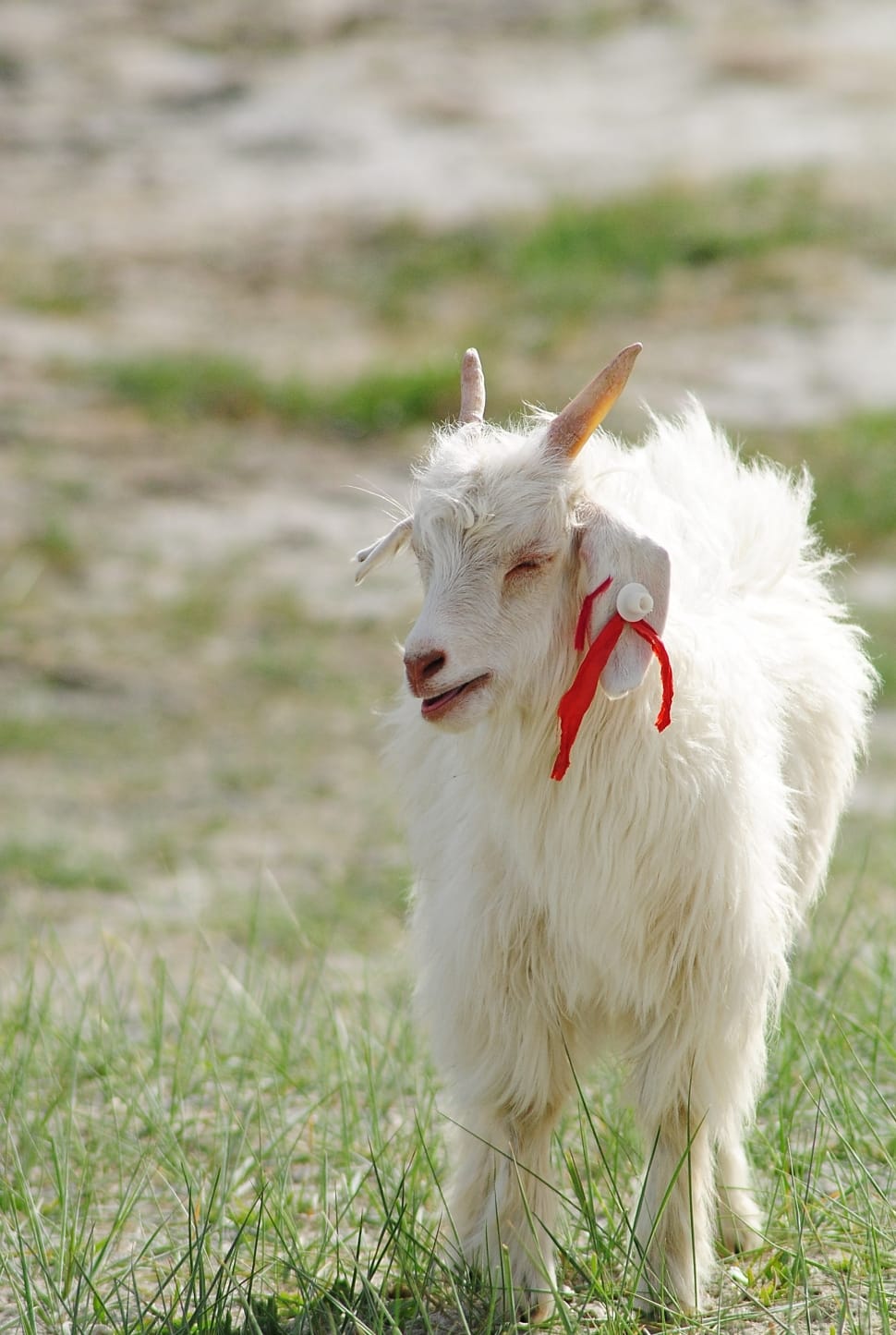 white anglo nubian goat preview