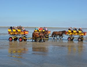 horses and carriages thumbnail