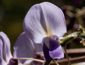 purple  petal flower thumbnail