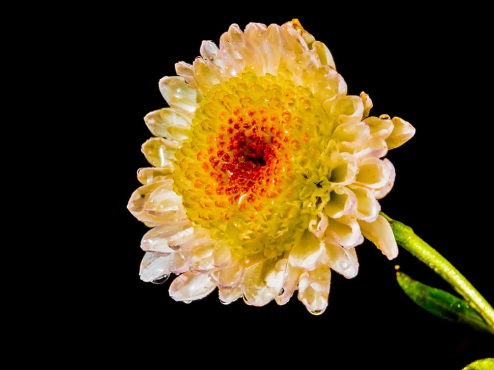 Blossom, Bloom, Flower, White Yellow Red, black background, yellow preview