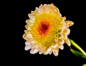 Blossom, Bloom, Flower, White Yellow Red, black background, yellow thumbnail