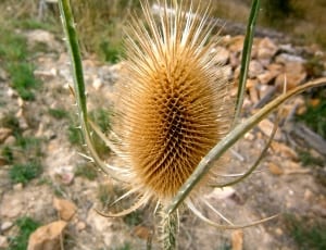 brown flower with thorns thumbnail