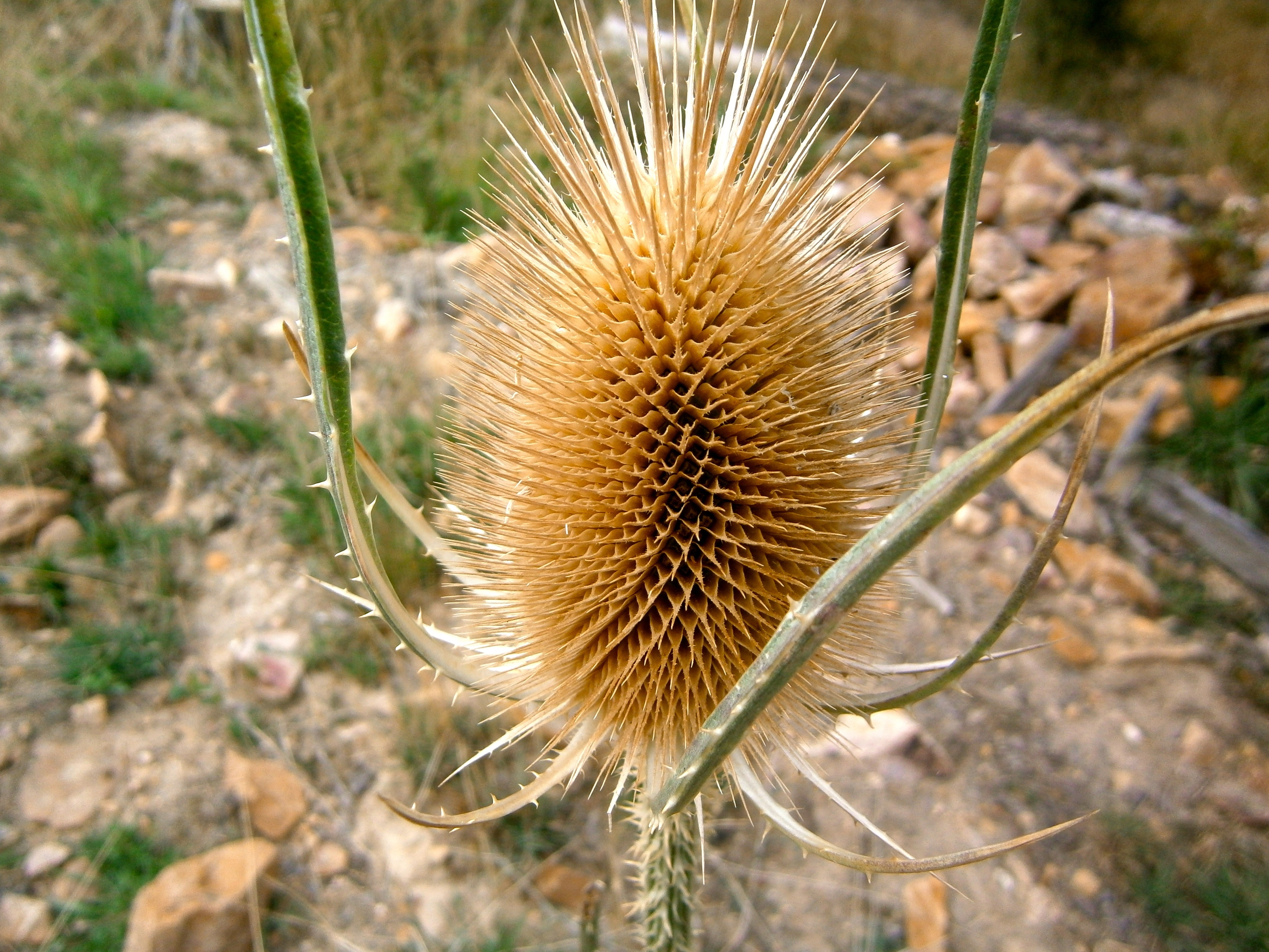brown flower with thorns