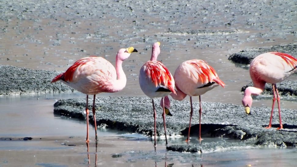 4 pink flamingo preview