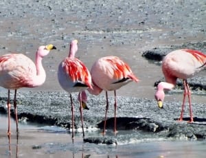4 pink flamingo thumbnail