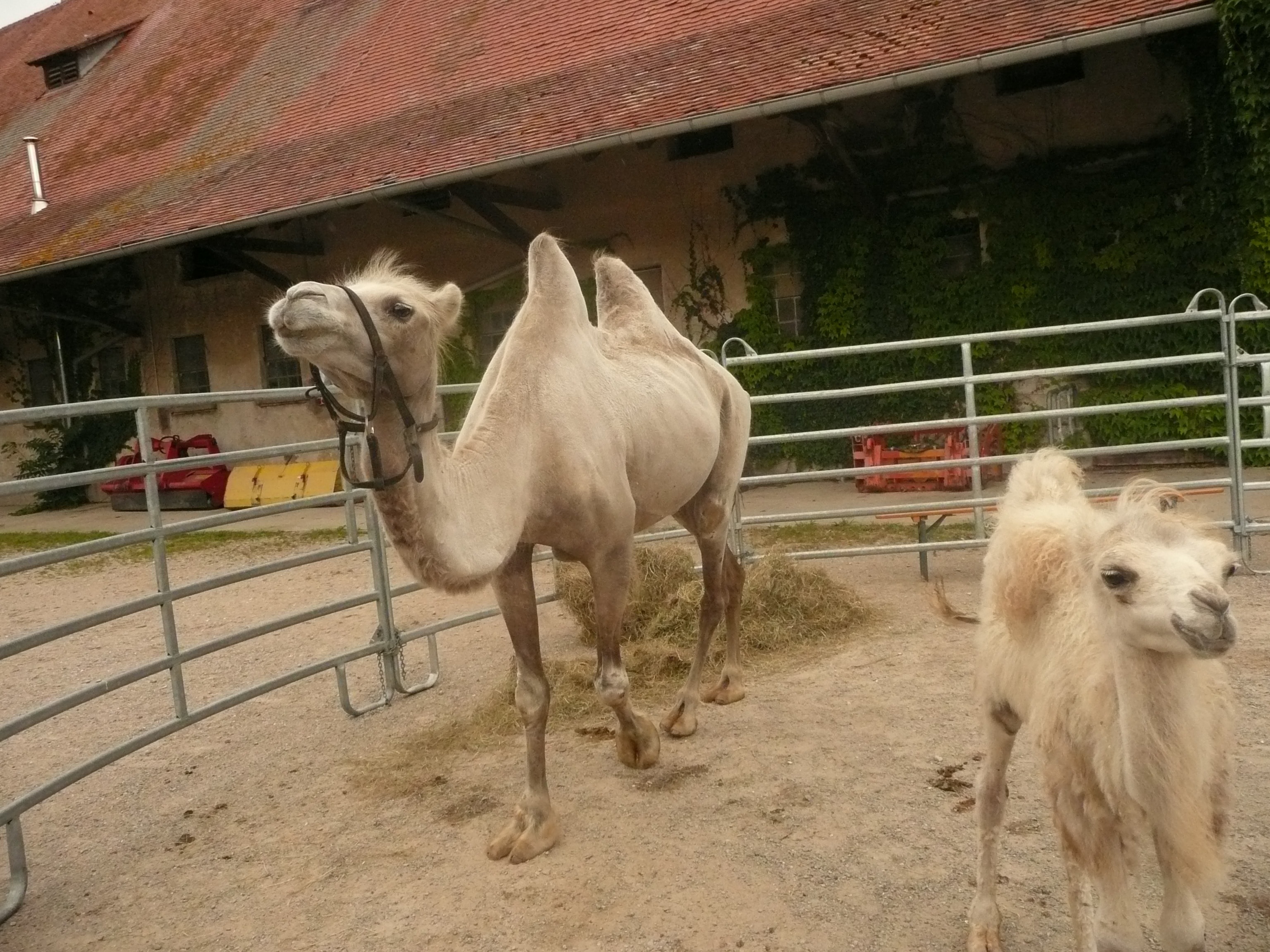 gray camel
