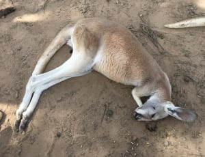 brown kangaroo thumbnail