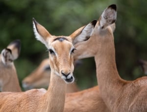 photo of 3 deer during daytime thumbnail