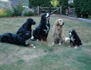 3 bernese mountain dog and 1 light golden retriever and black labrador retriever thumbnail