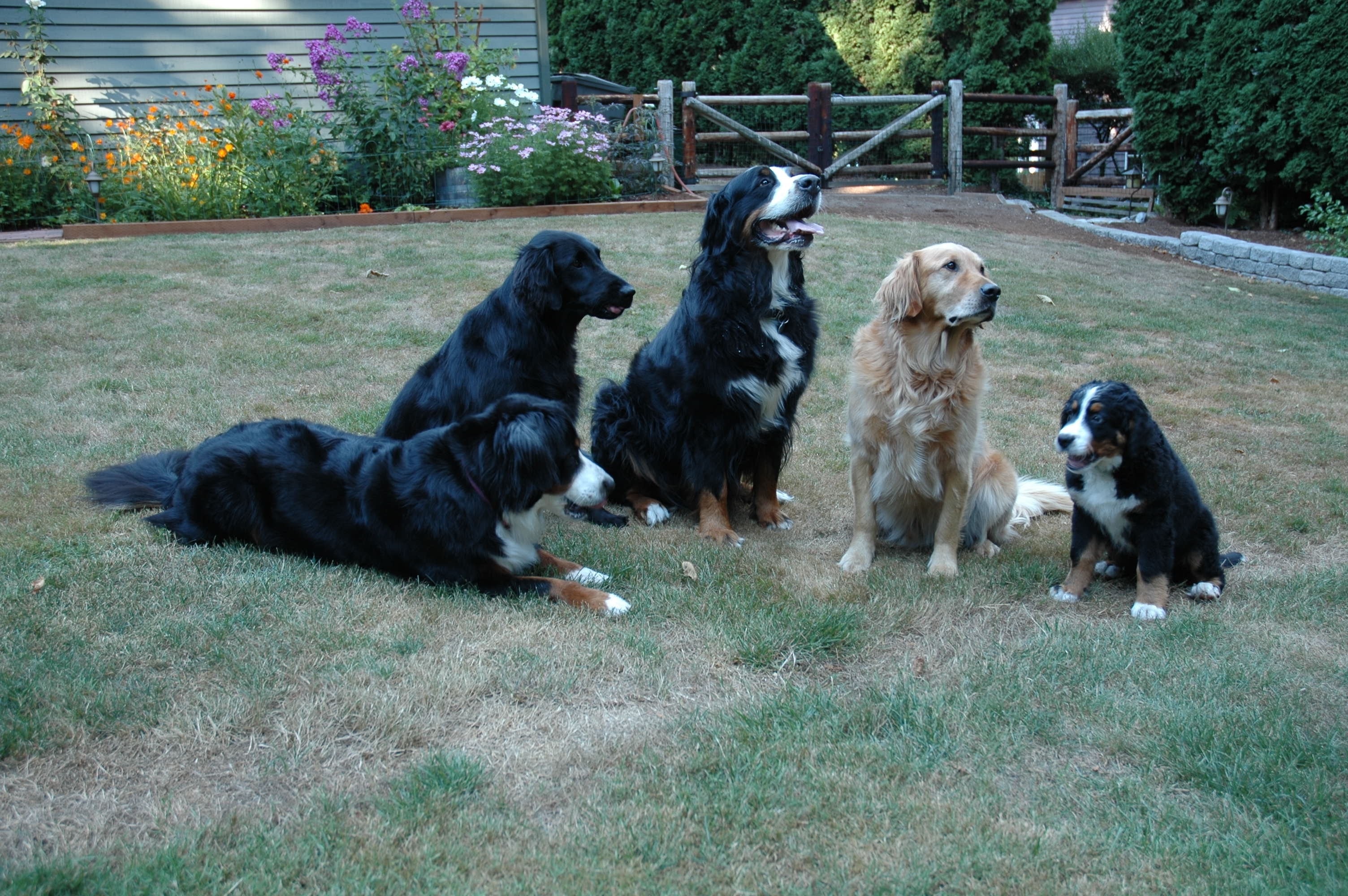 3 bernese mountain dog and 1 light golden retriever and black labrador retriever