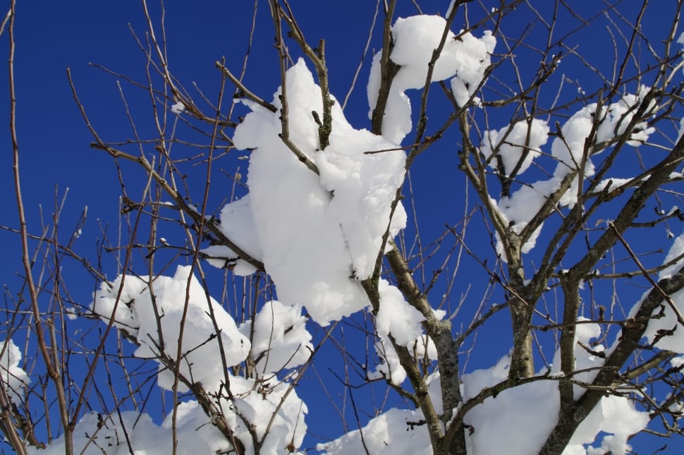 gray branch tree coated with white snow during daytime preview