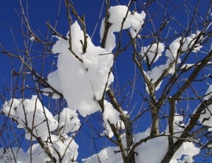 gray branch tree coated with white snow during daytime thumbnail