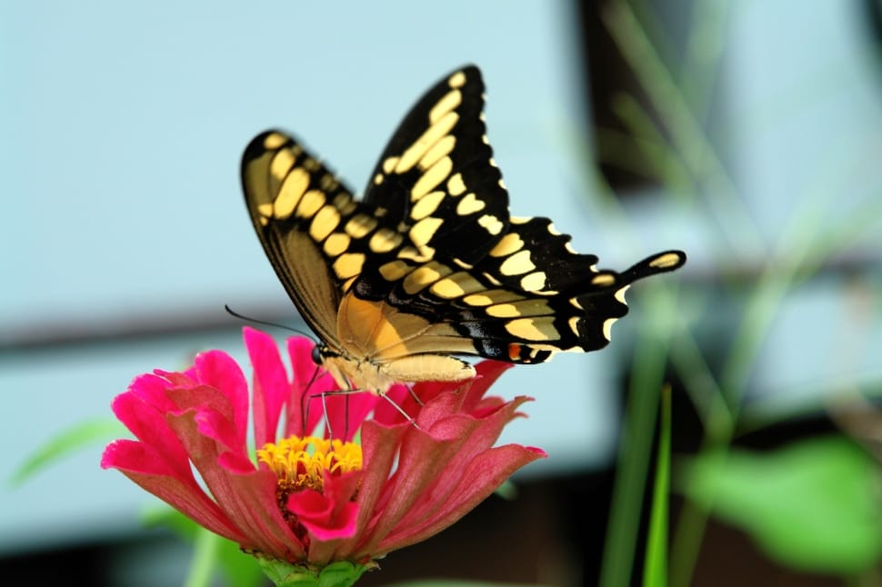selective focus photography of yellow and black butterfly preview