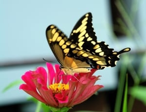 selective focus photography of yellow and black butterfly thumbnail