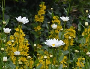 white field of flowers thumbnail