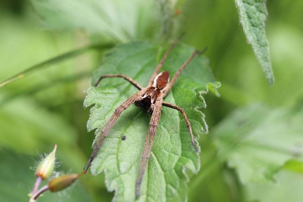 brown nursery web spider preview