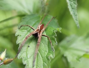 brown nursery web spider thumbnail