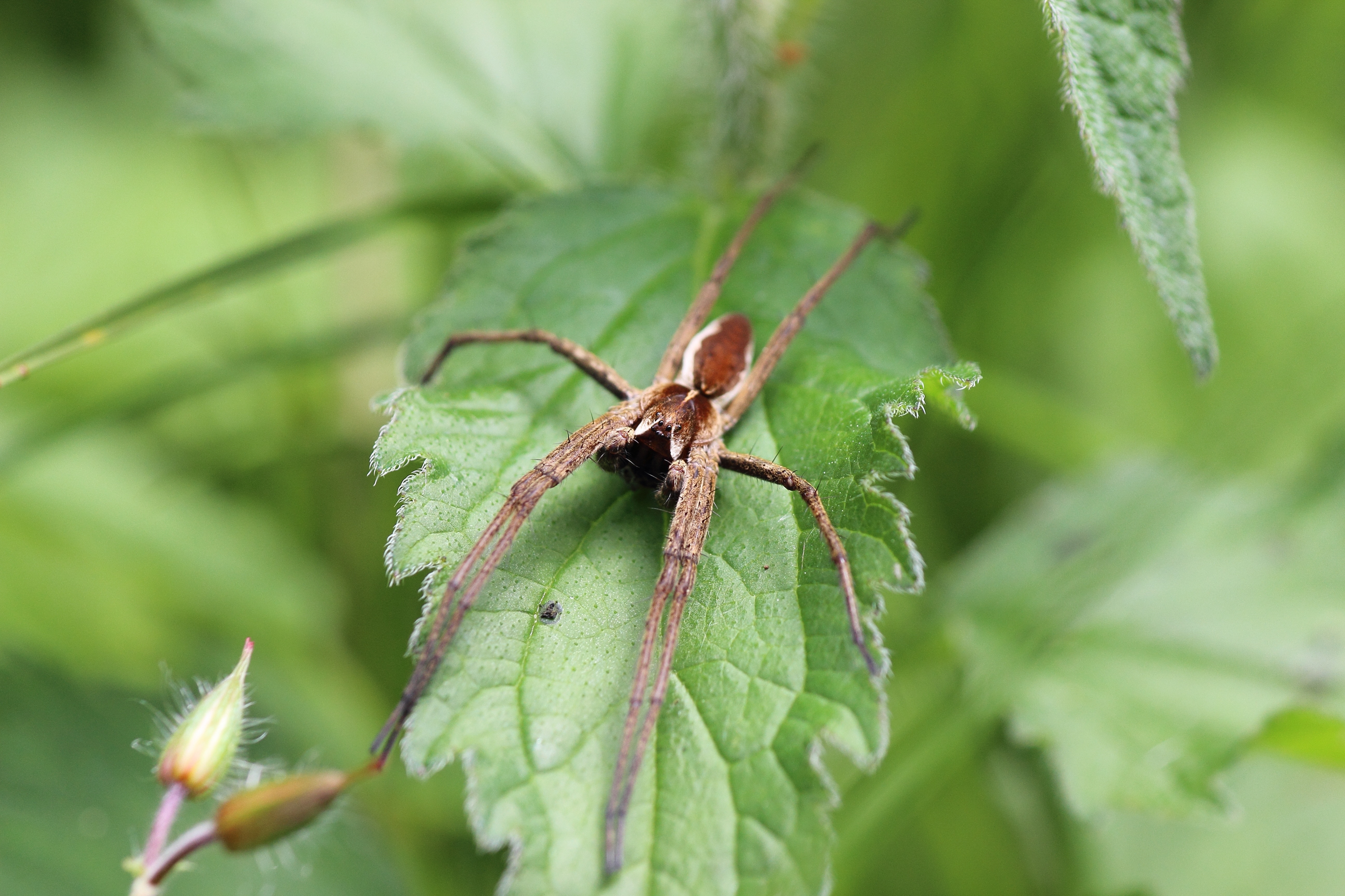 brown nursery web spider