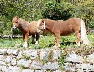 2 brown horses thumbnail
