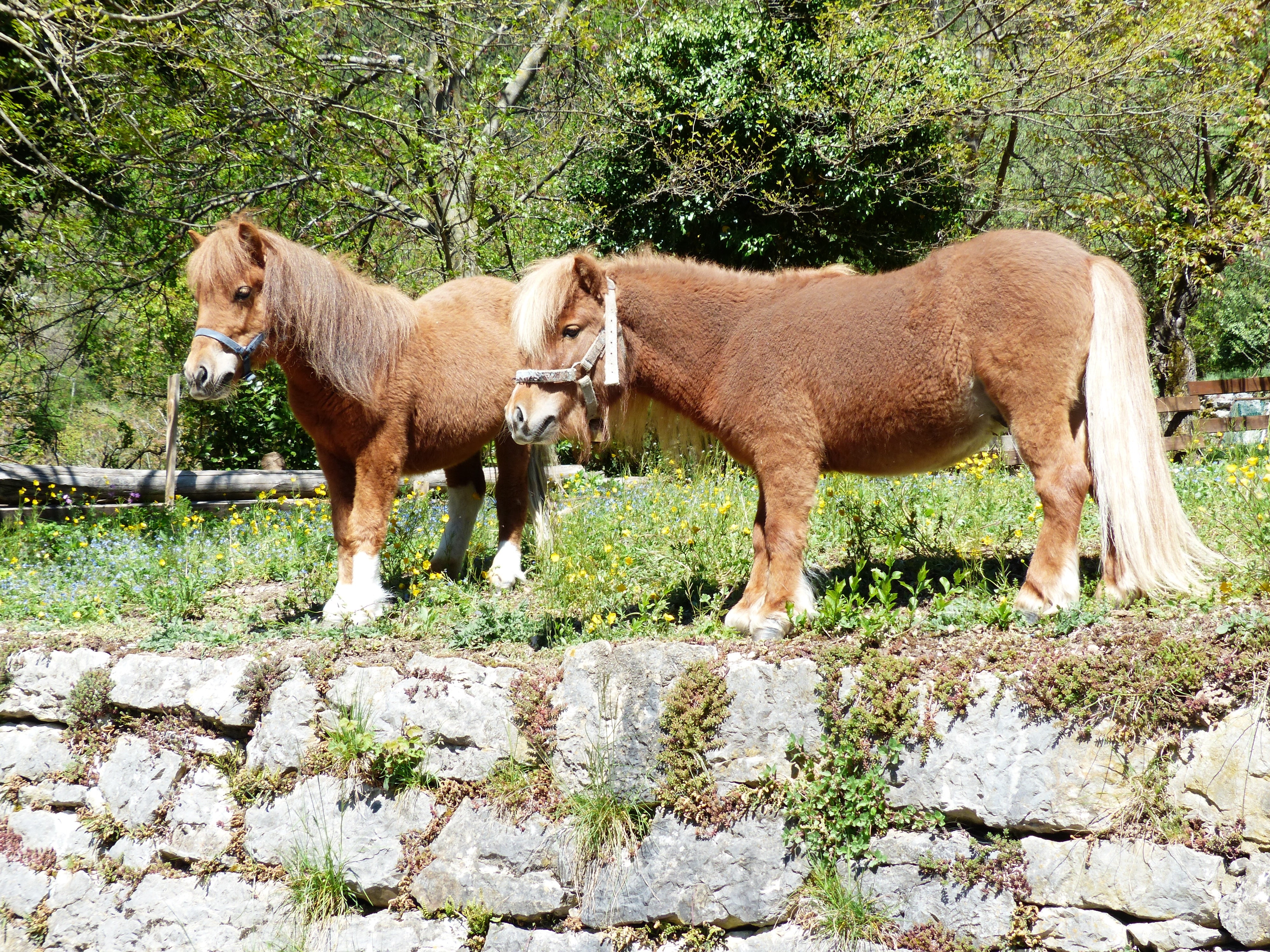 2 brown horses