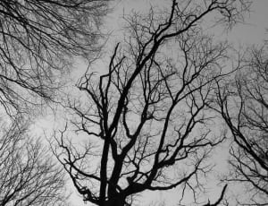 silhouette image of withered tree thumbnail