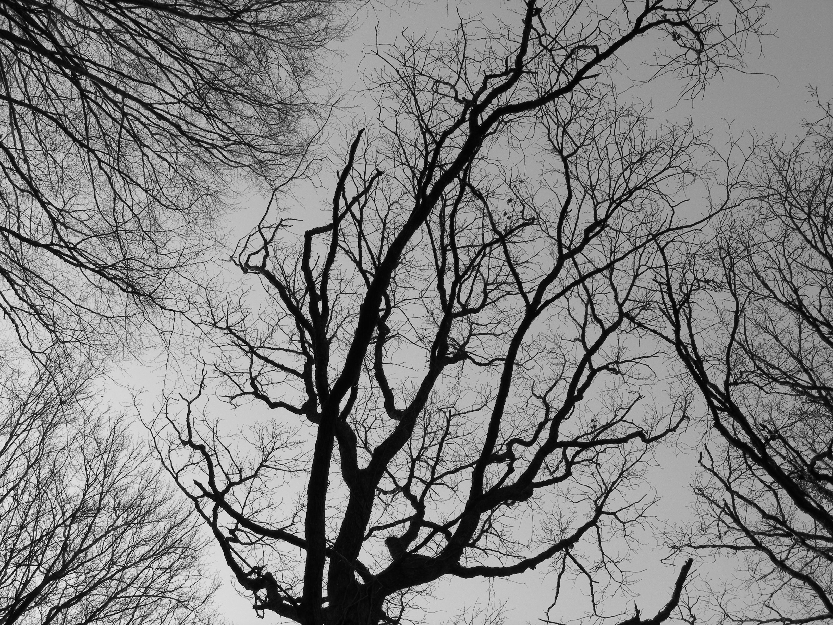 silhouette image of withered tree