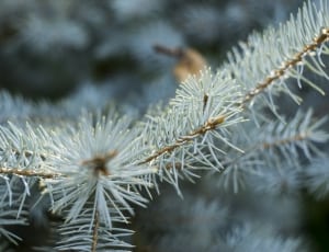 white pine tree leaf thumbnail